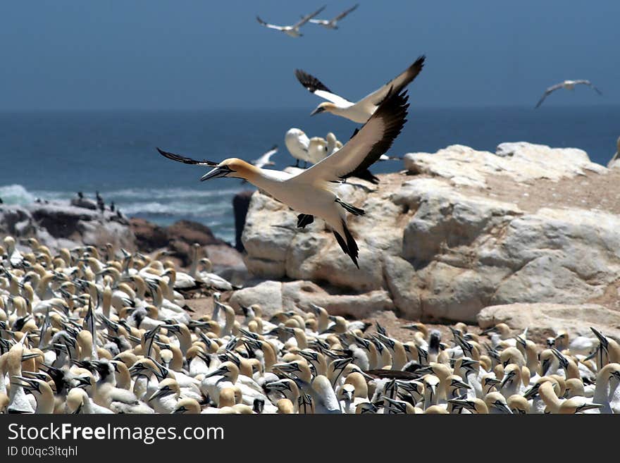 A flock of gannets at Bird Island , Lamberts Bay, South Africa. A flock of gannets at Bird Island , Lamberts Bay, South Africa.