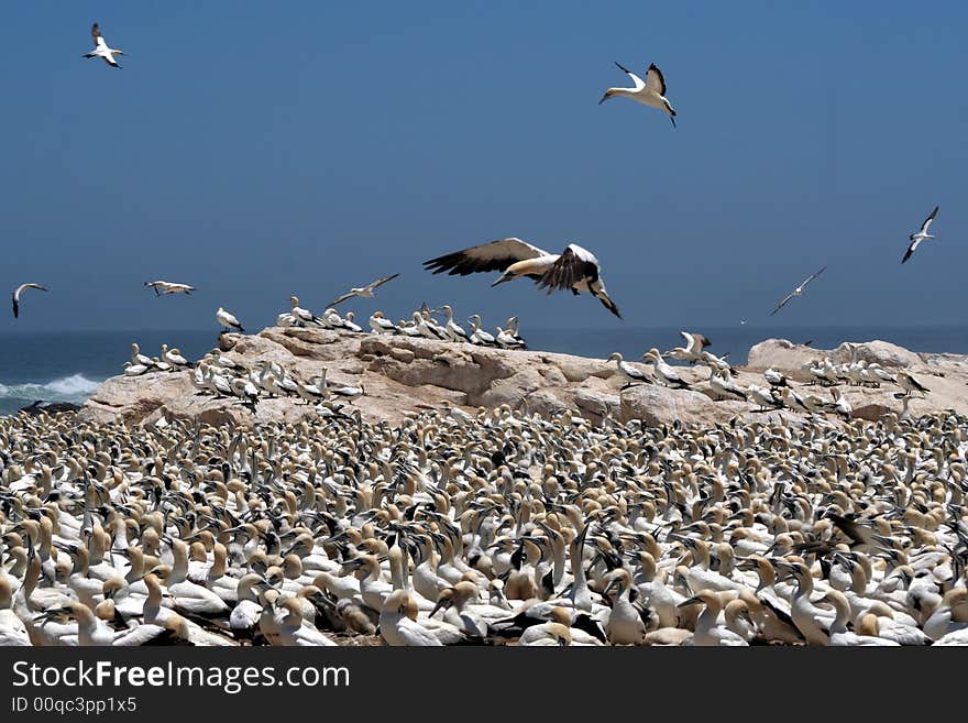 A flock of gannets at Bird Island , Lamberts Bay, South Africa. A flock of gannets at Bird Island , Lamberts Bay, South Africa.