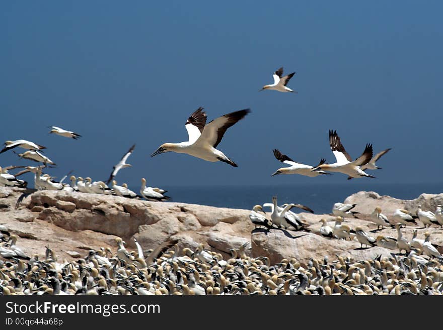 A flock of gannets at Bird Island , Lamberts Bay, South Africa. A flock of gannets at Bird Island , Lamberts Bay, South Africa.