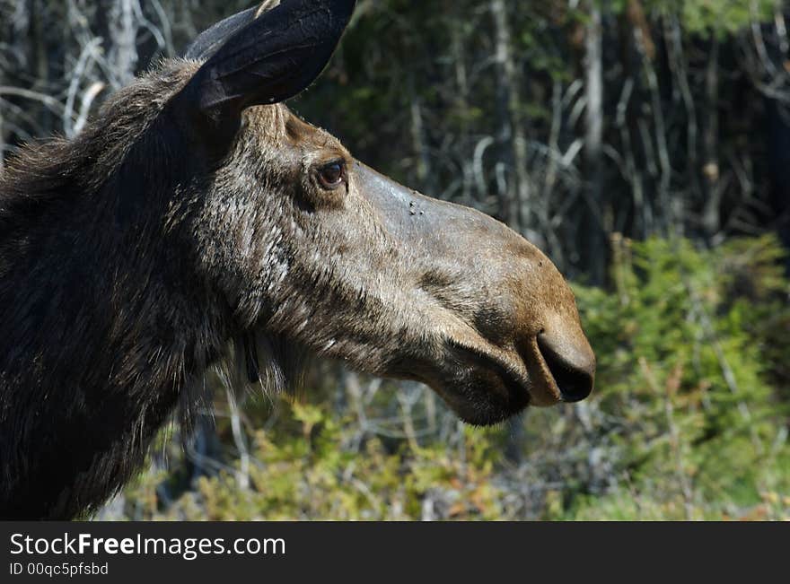 A female moose close up