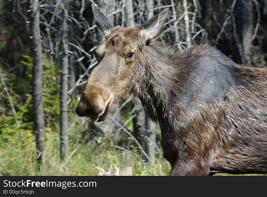 A moose close up looking at camera. A moose close up looking at camera