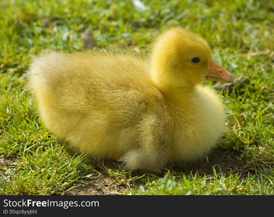 Cute fluffy easter duckling sitting on the grass. Side view. Cute fluffy easter duckling sitting on the grass. Side view.