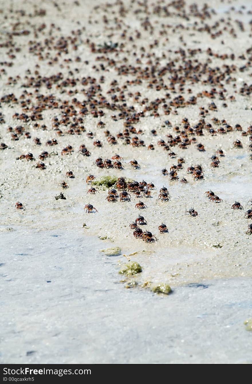 Small crabs on sand