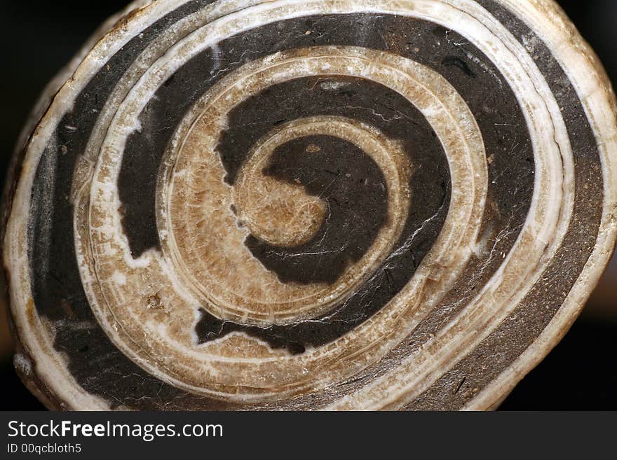 Closeup of a petrificated snail housing. Closeup of a petrificated snail housing