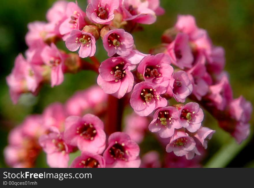 Pink Flowers Close Up