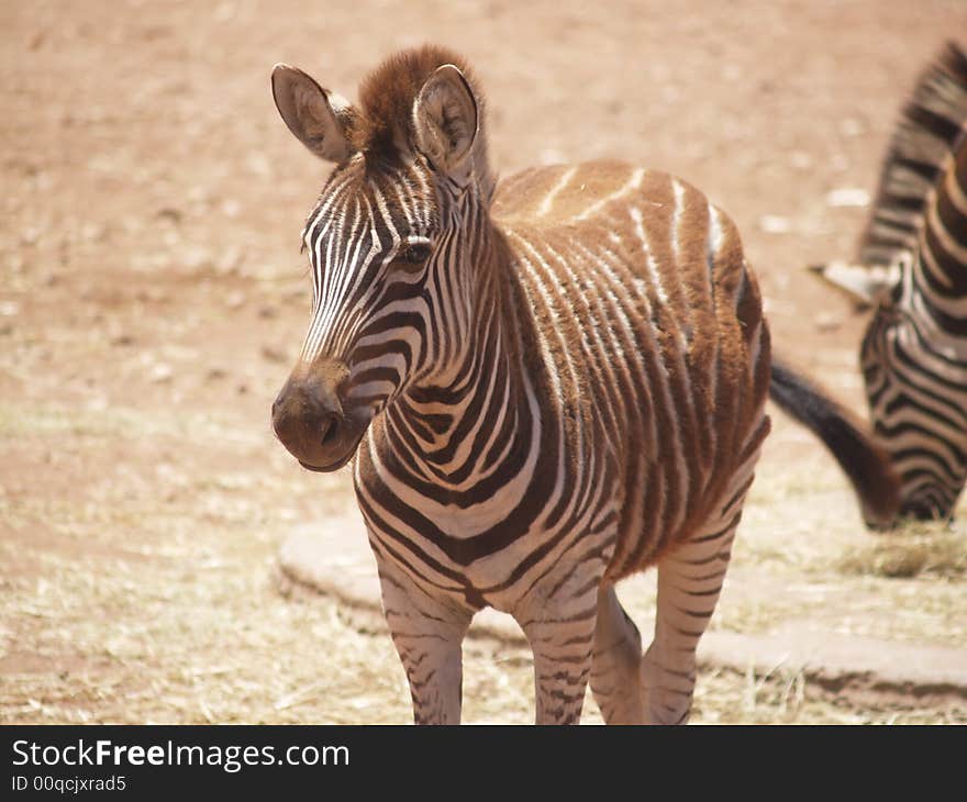 A baby zebra hanging close to its mother while still looking ahead for adventure.