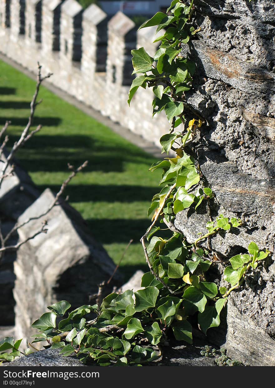 Ivy bush on an ancient wall. Ivy bush on an ancient wall