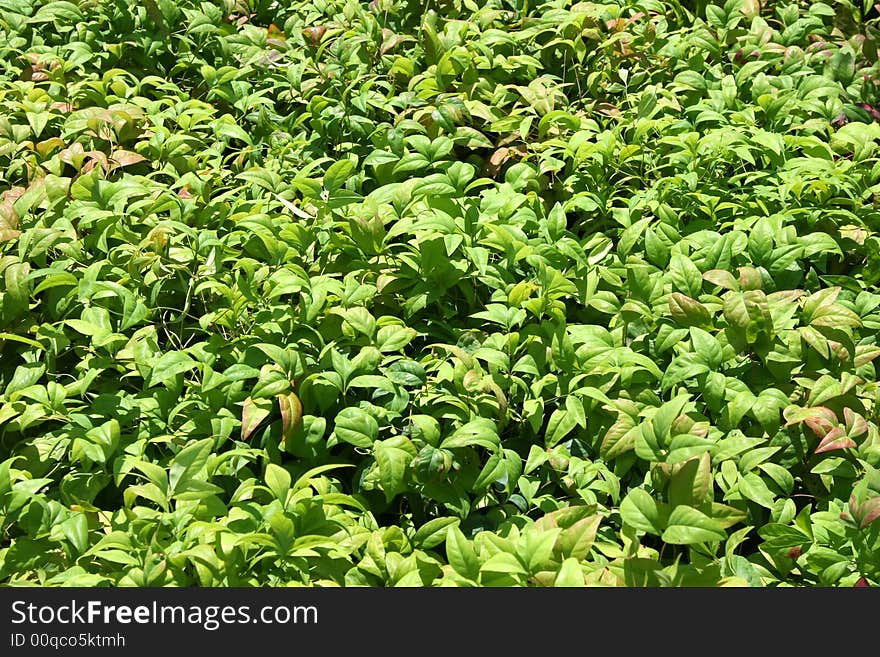 Landscape photo of a lush green flower bed. Landscape photo of a lush green flower bed