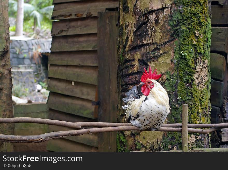 Rooster Sitting Quietly On Old Wooden Fence