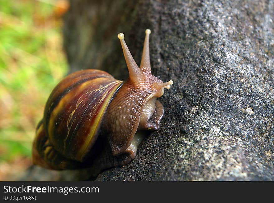 Large snail on ground