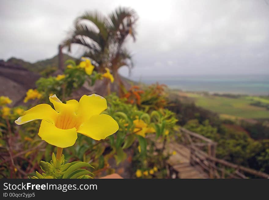 Bright yellow hibiscus flower with background of sea and mountain. Bright yellow hibiscus flower with background of sea and mountain