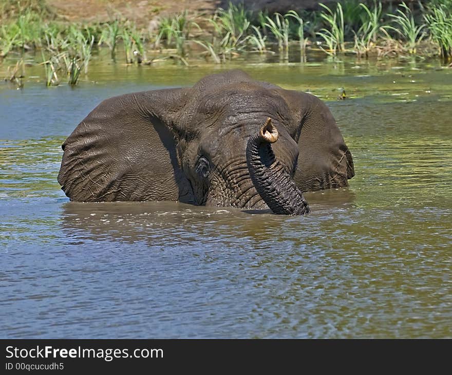 Elephants love water and often get into rivers to swim. Elephants love water and often get into rivers to swim