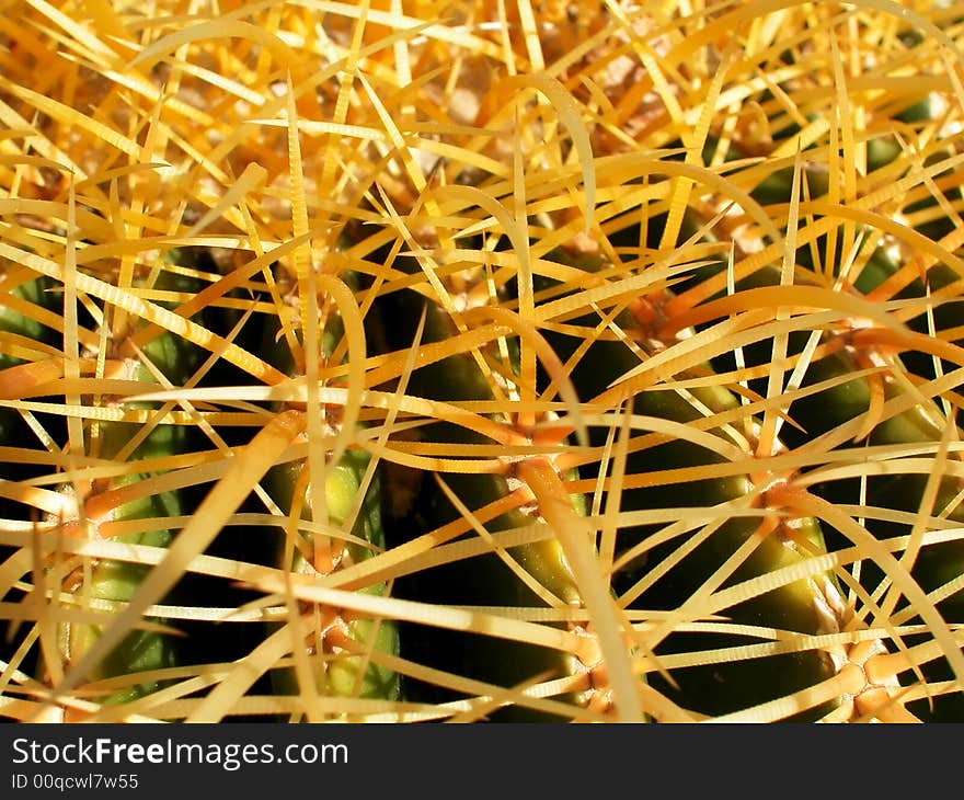 Short Barrel Cactus