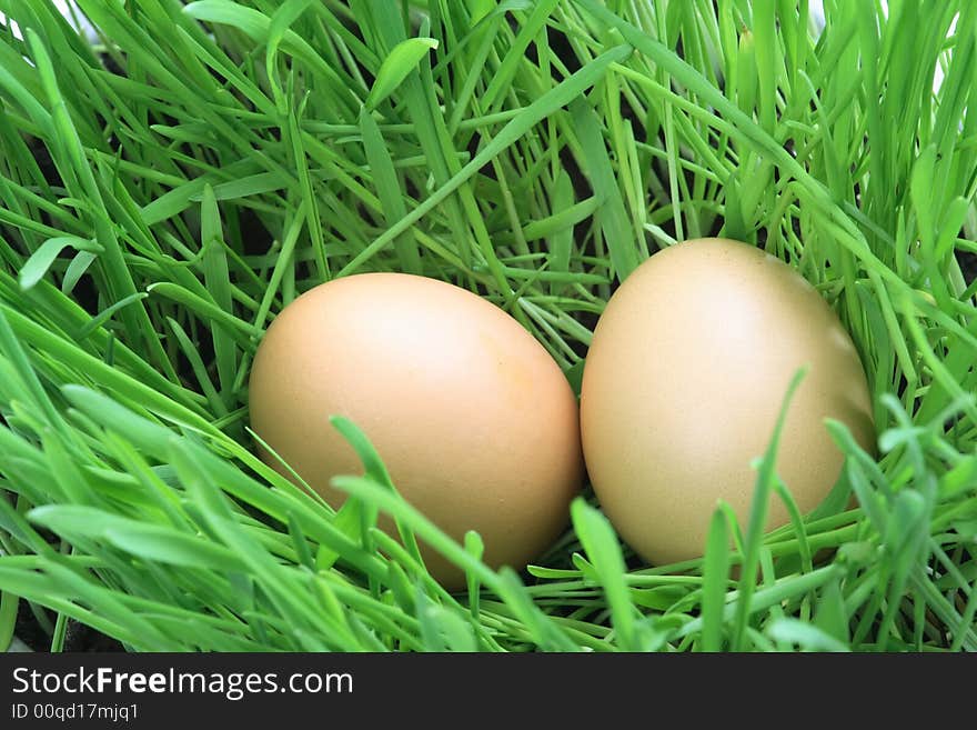 Easter eggs in green grass