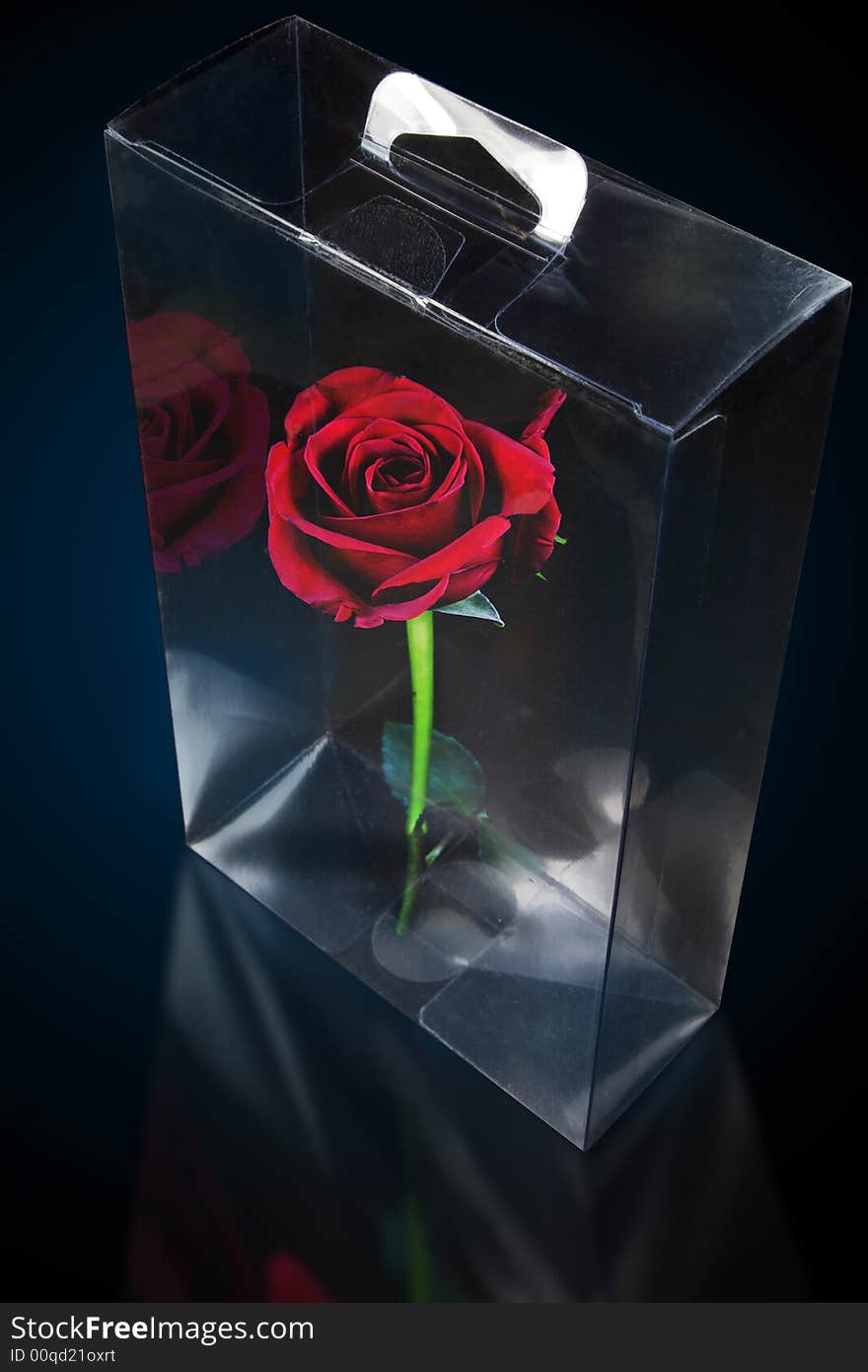 Fresh long stem rose for a gift in plastic case. Fresh long stem rose for a gift in plastic case