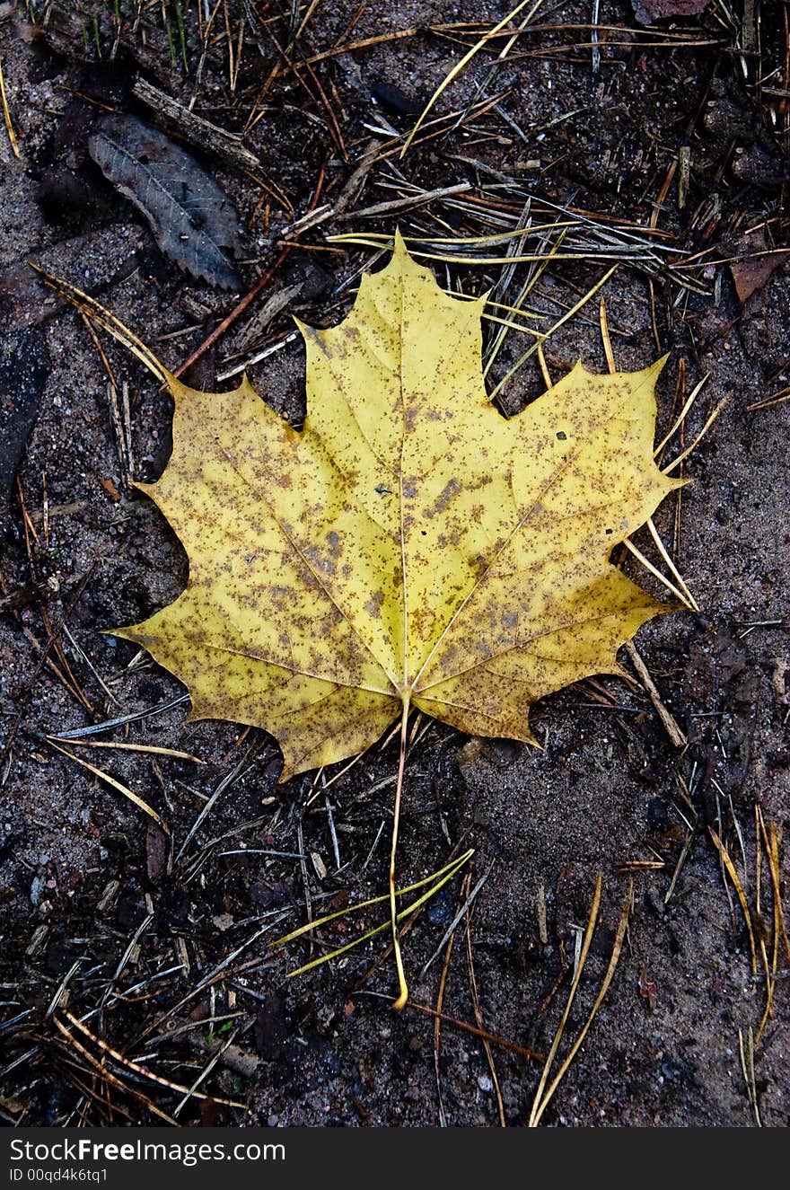 Yellow Leaf