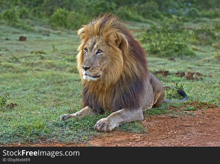 A fully grown Male Lion about to charge an Antelope. A fully grown Male Lion about to charge an Antelope