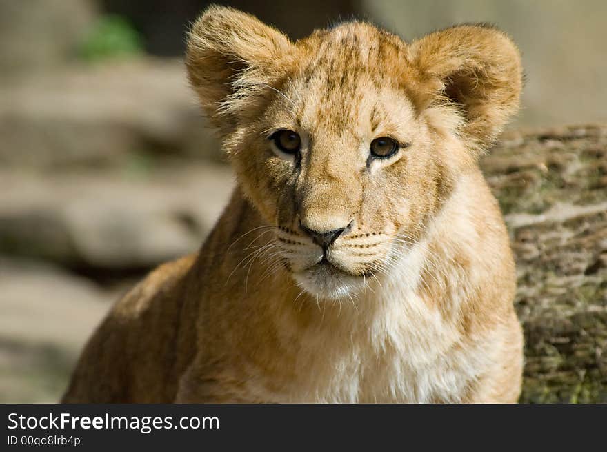 Close-up of a cute lion cub