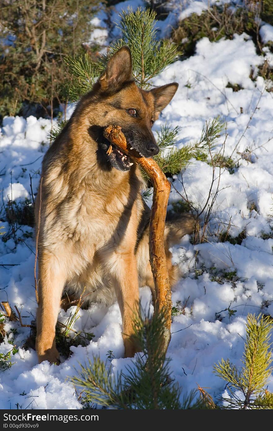 Germany sheep-dog playing with stick in winter forest. Germany sheep-dog playing with stick in winter forest