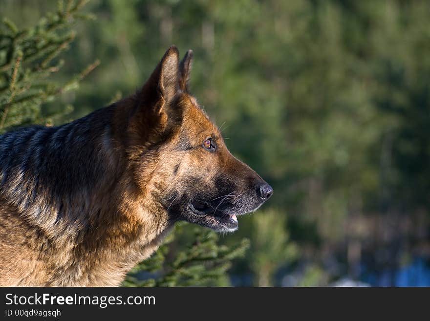 Germany sheepdog portrait on the green backgrounds. Germany sheepdog portrait on the green backgrounds