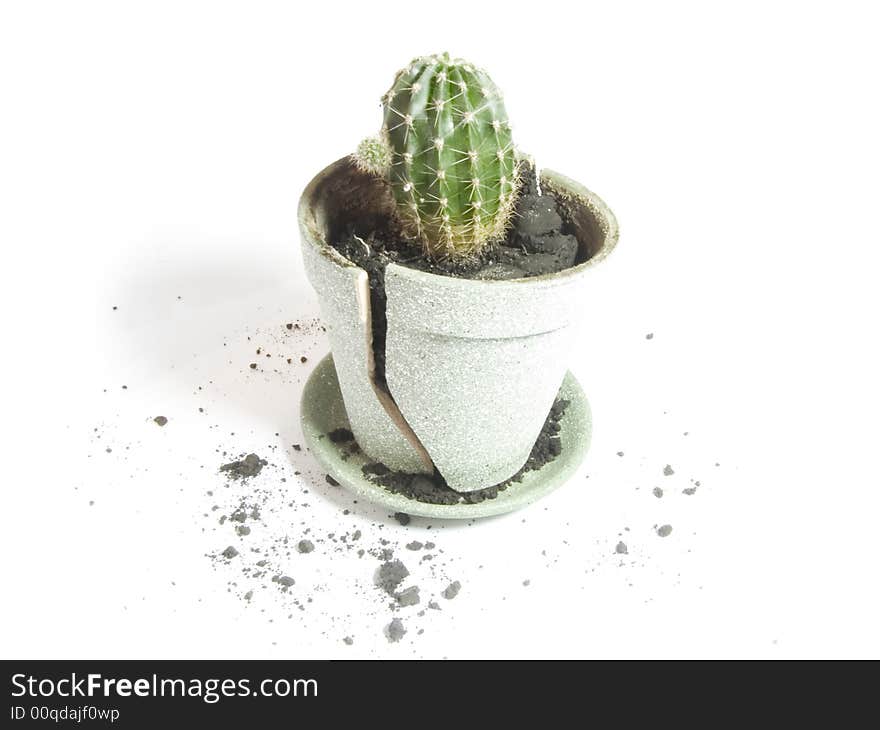 Cactus in the broken pot