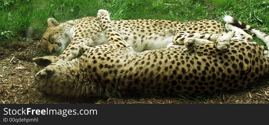 Lovely couple leopards lying stretched face by face