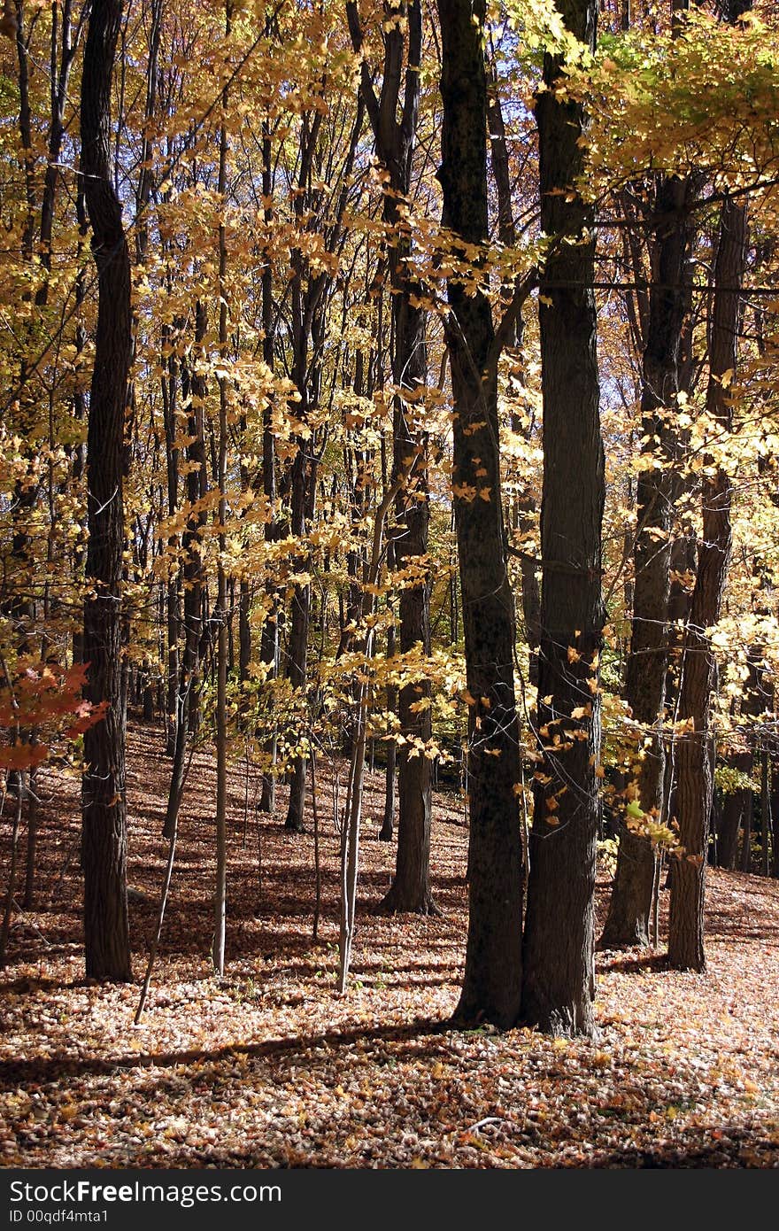 Entrance to an estate during the fall season. Entrance to an estate during the fall season