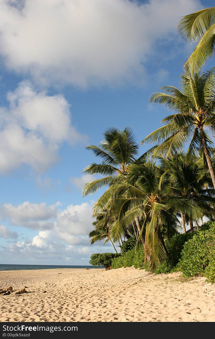 A tropical view in Hawaii.