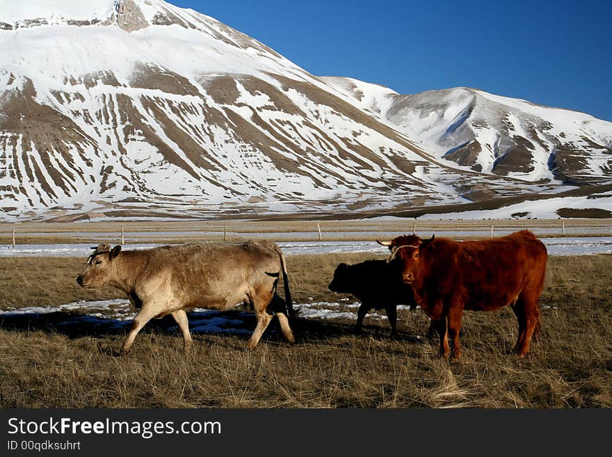 Cows in a winter landscape