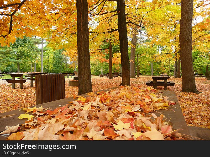 Maple leaves cover this picnic table. More leaves blanket the ground. Maple leaves cover this picnic table. More leaves blanket the ground.