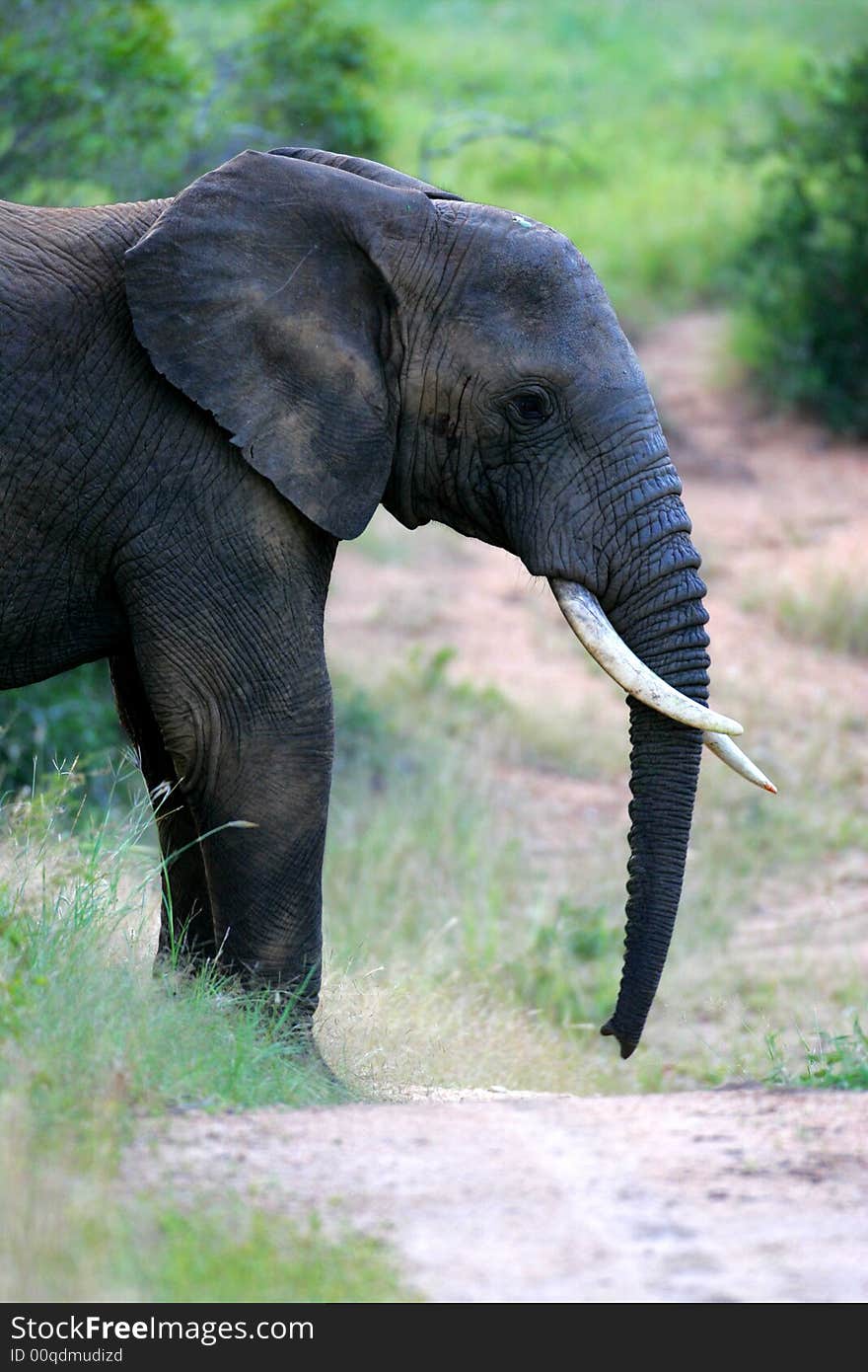 African Elephant