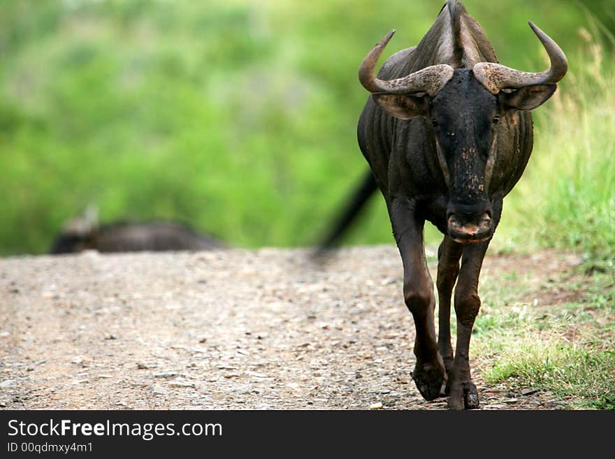 African Wildebeest