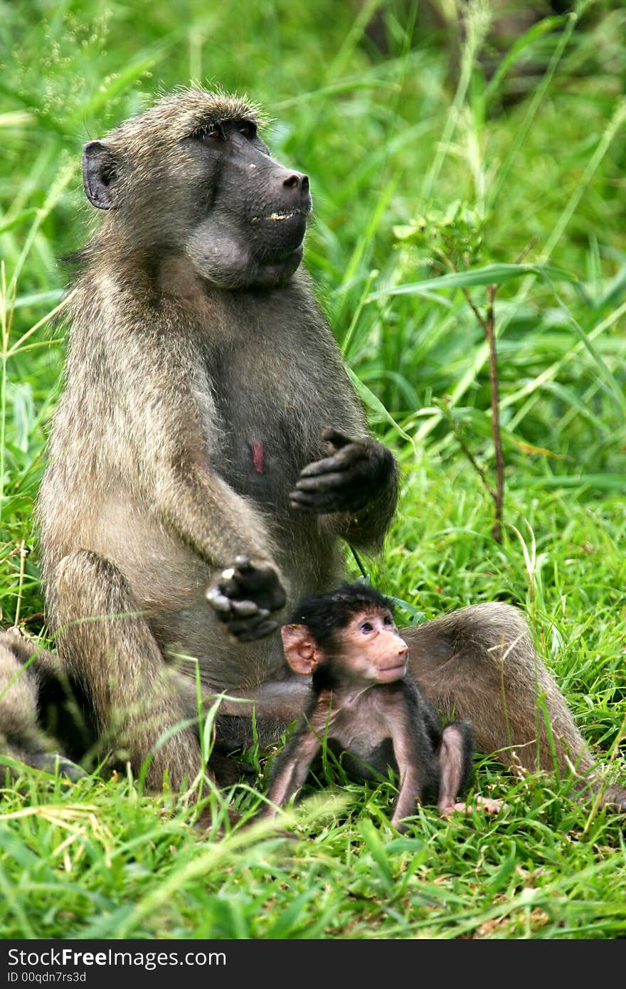 Chacma Baboons