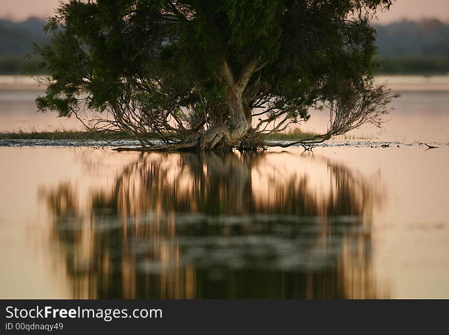 A landscape shot of tree in a lake. A landscape shot of tree in a lake