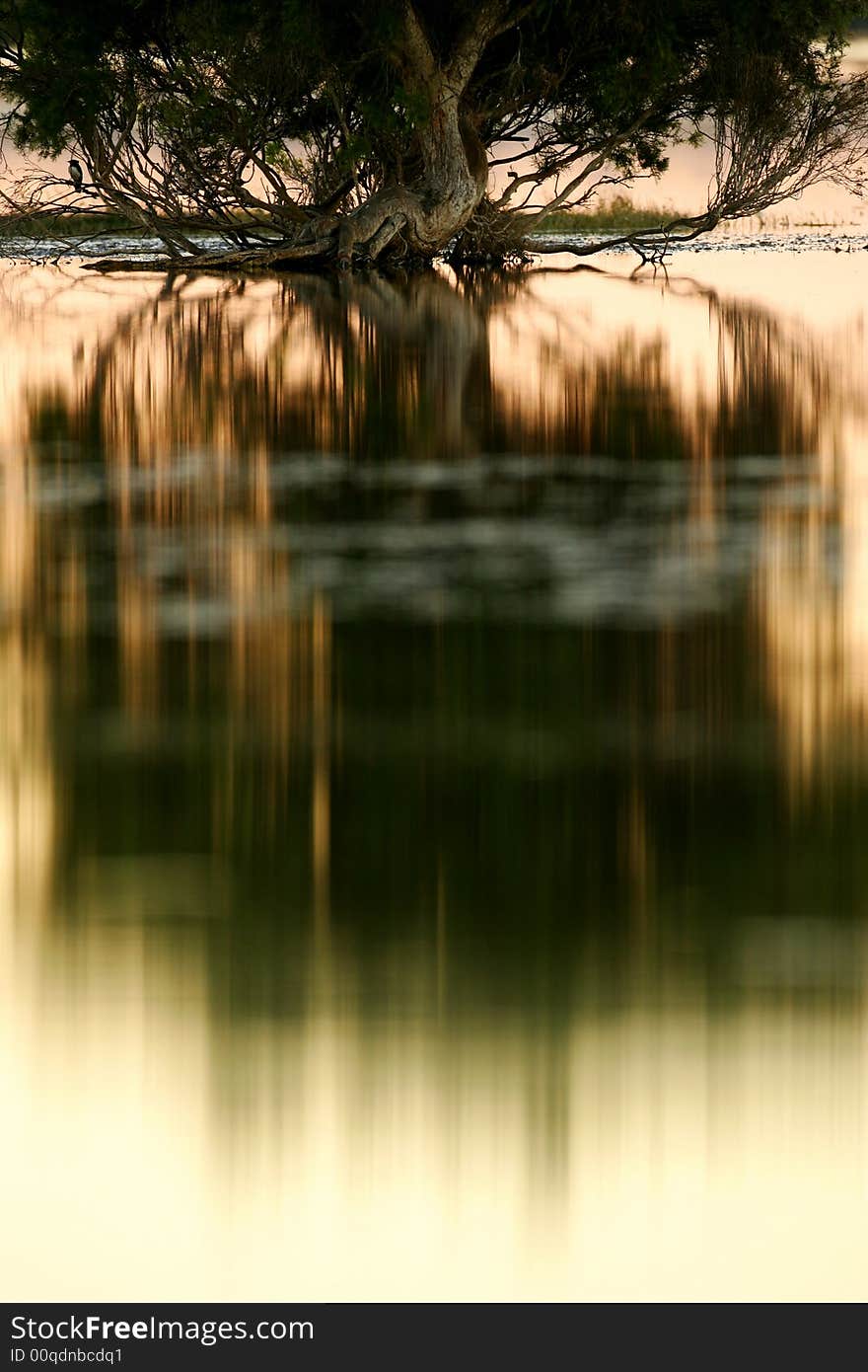 A landscape shot of tree in a lake. A landscape shot of tree in a lake