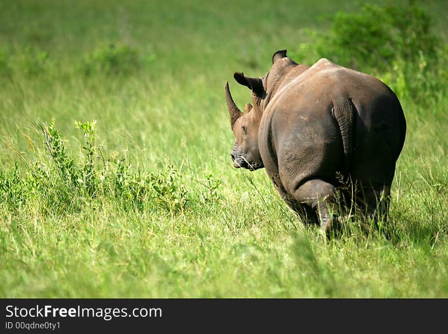 A shot of a White Rhinoceros in the wild