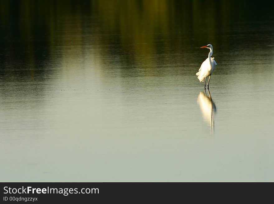 Great Egret