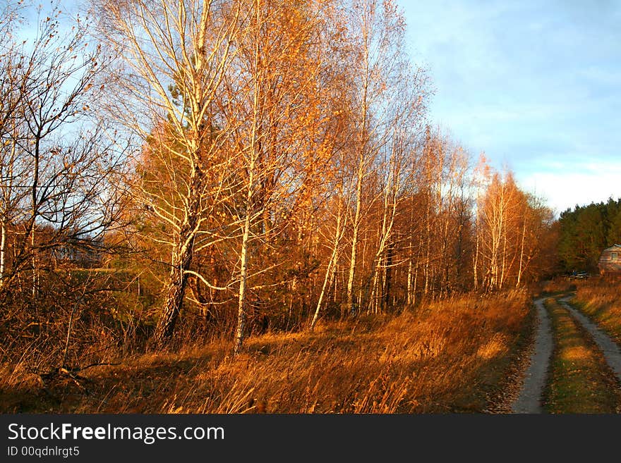 Autumn. Birch Trees In Sunset Lights