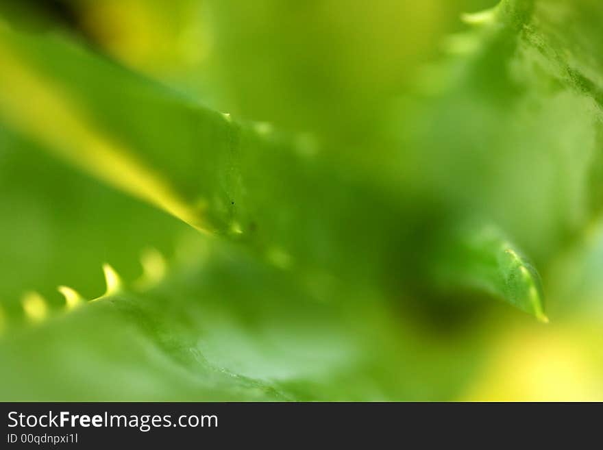 A close up shot of an Aloe Plant