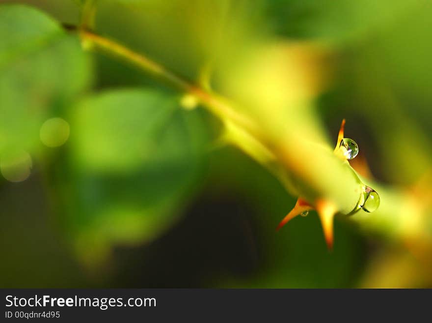 A shot of a thorny Rose stem