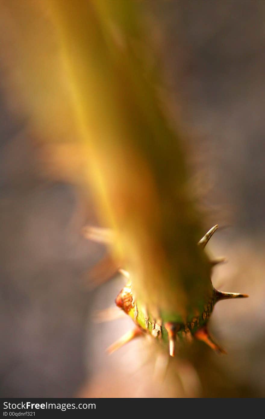 A shot of a thorny Rose stem