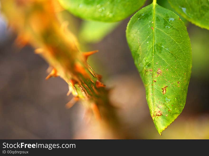 A shot of a thorny Rose stem