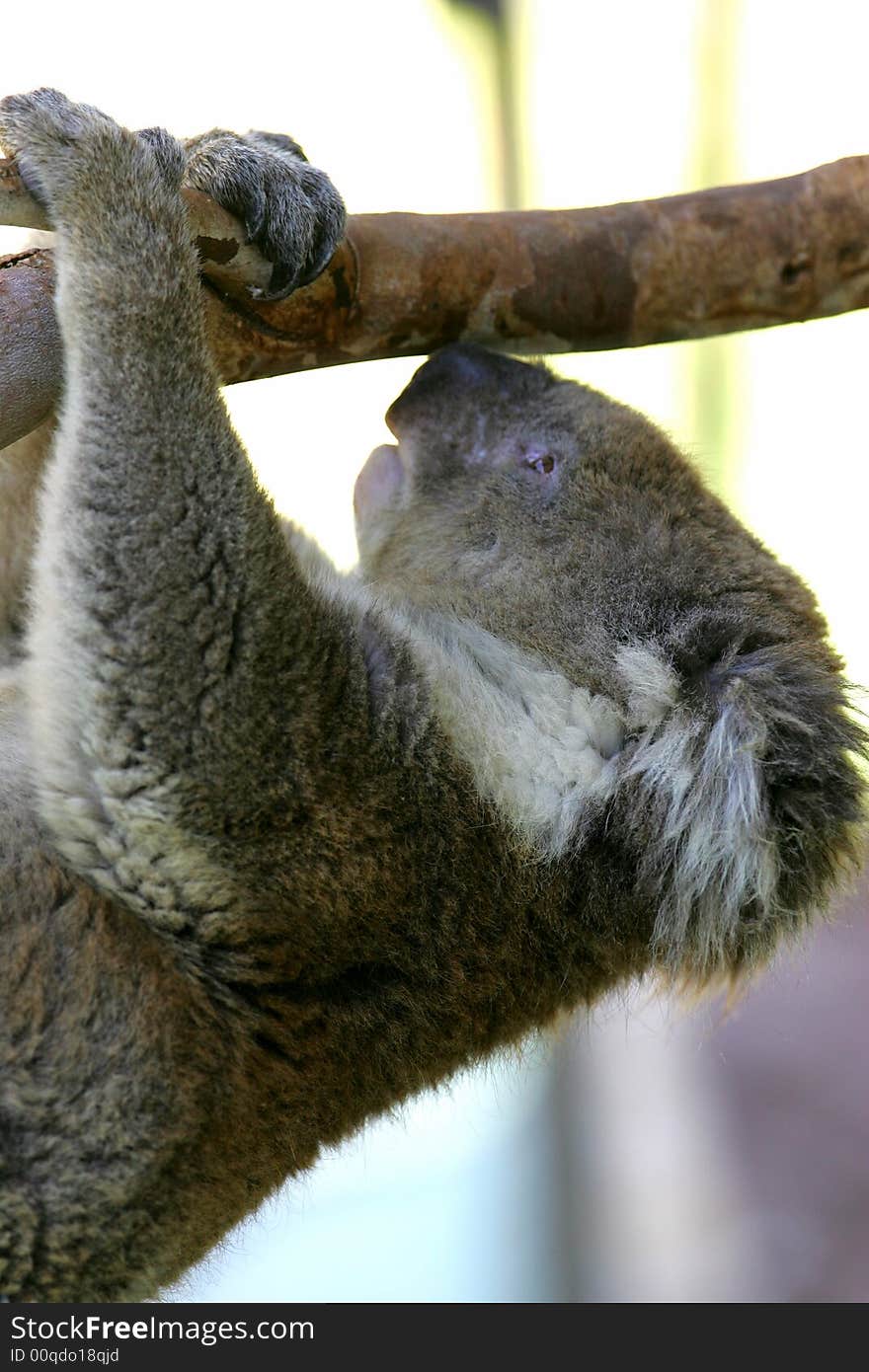 A shot of An Australian Koala in the wild