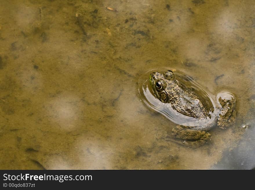 Frog In Shallow Water