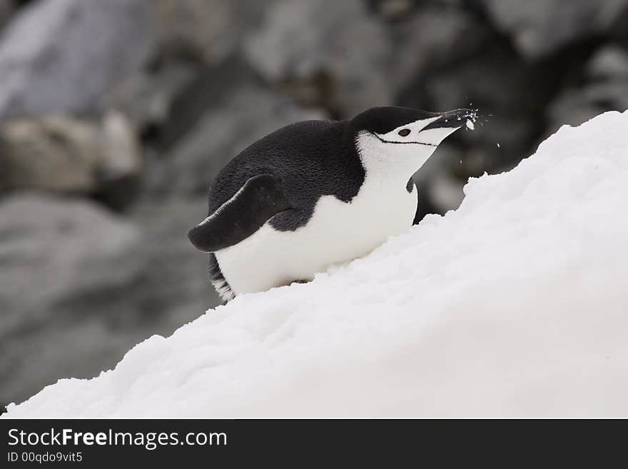 Chinstrap Penguin Antarctica