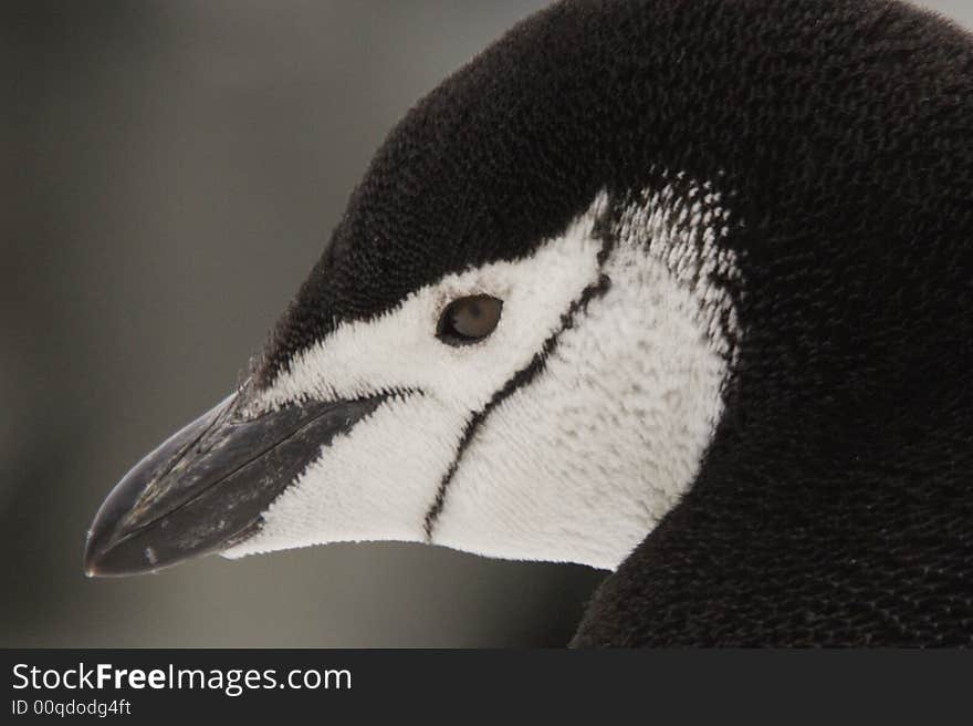 Closeup portrait of chinstrap penguin Deception Island Antarctica. Closeup portrait of chinstrap penguin Deception Island Antarctica