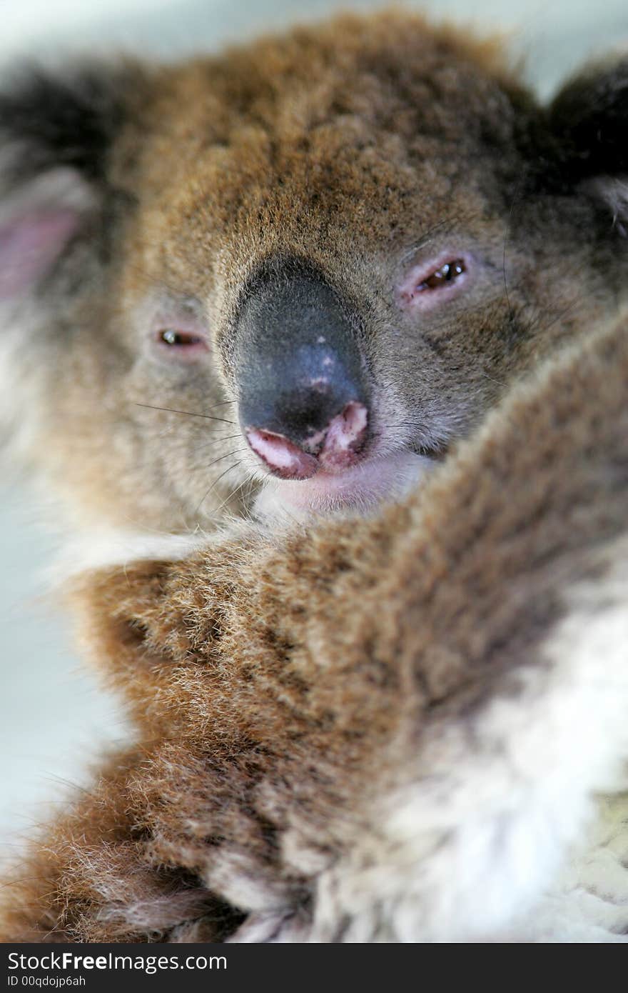 Australian Koala