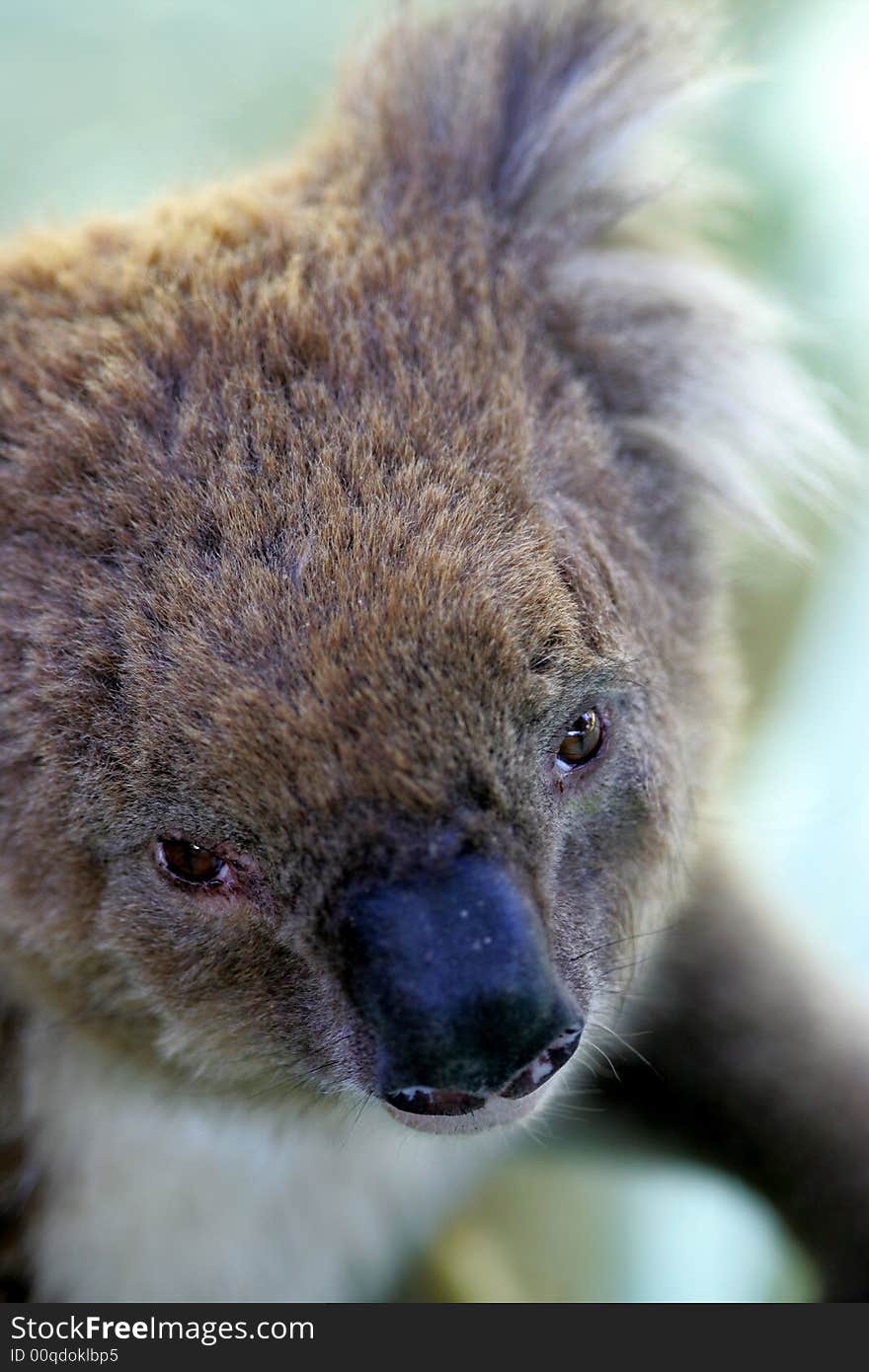 Australian Koala