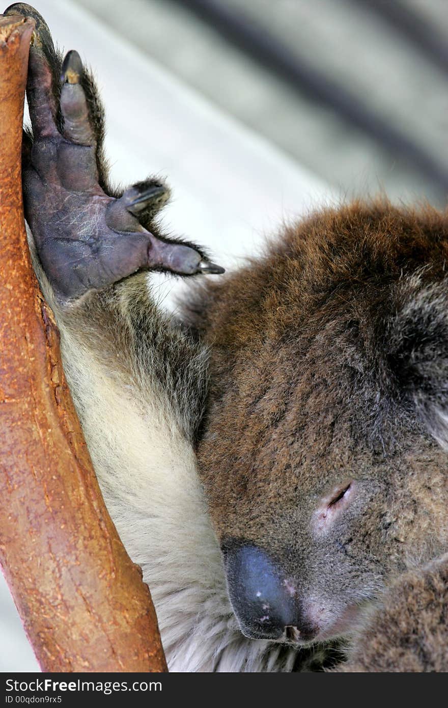 Australian Koala