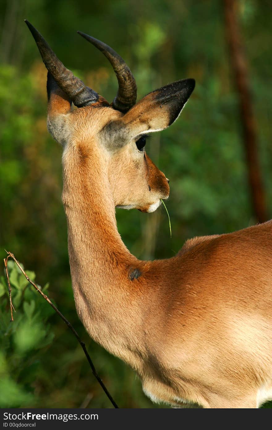 A shot of an African Impala in the wild